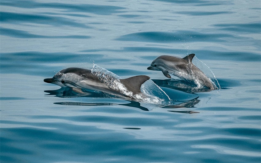 Dolphins